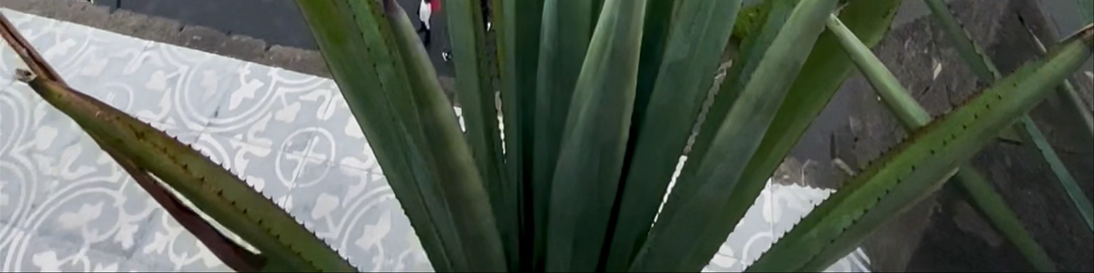 Balcón del Zócalo