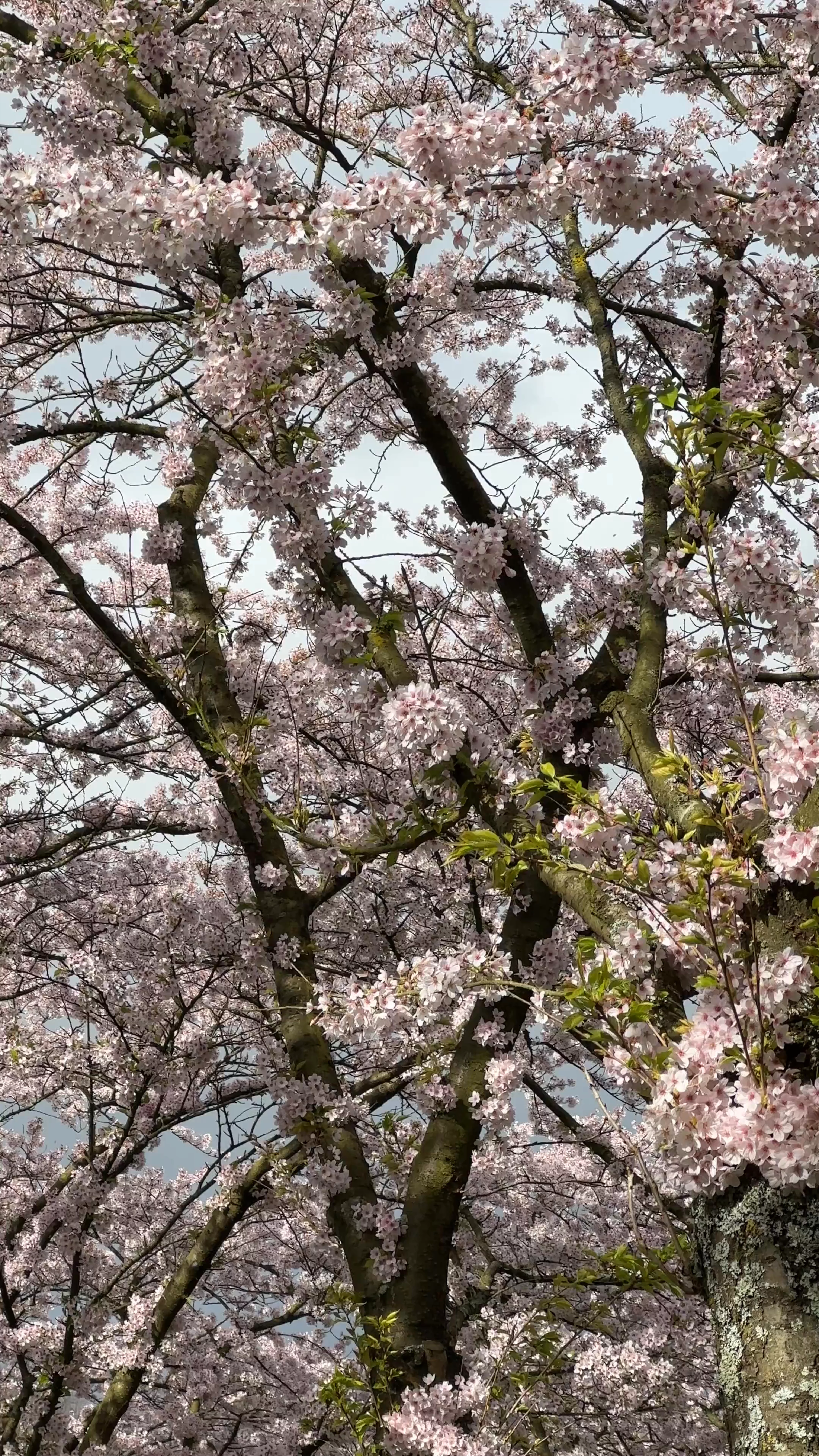 Bloesempark, Doorweg, Amstelveen, Netherlands
