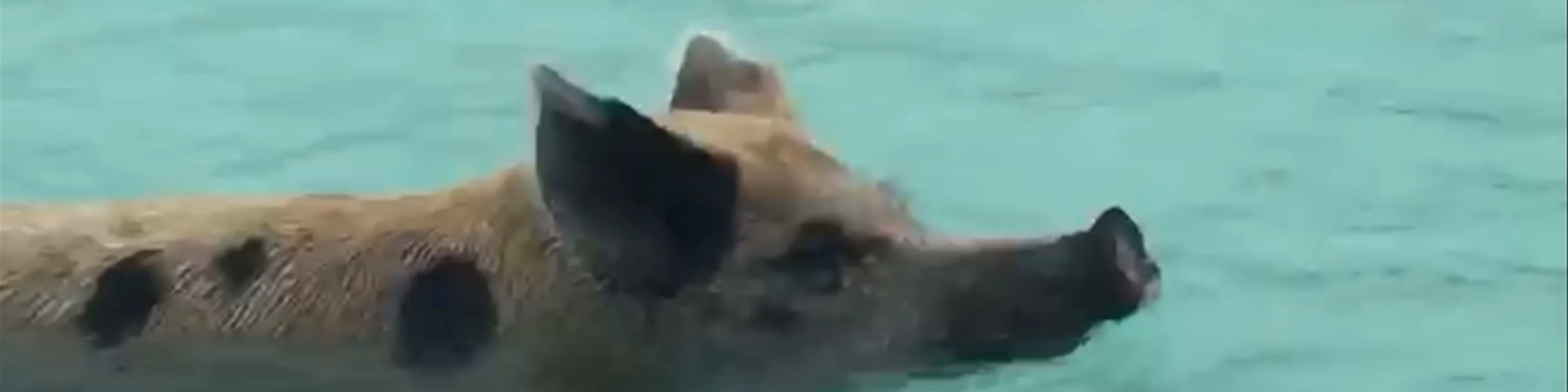 Pig Beach