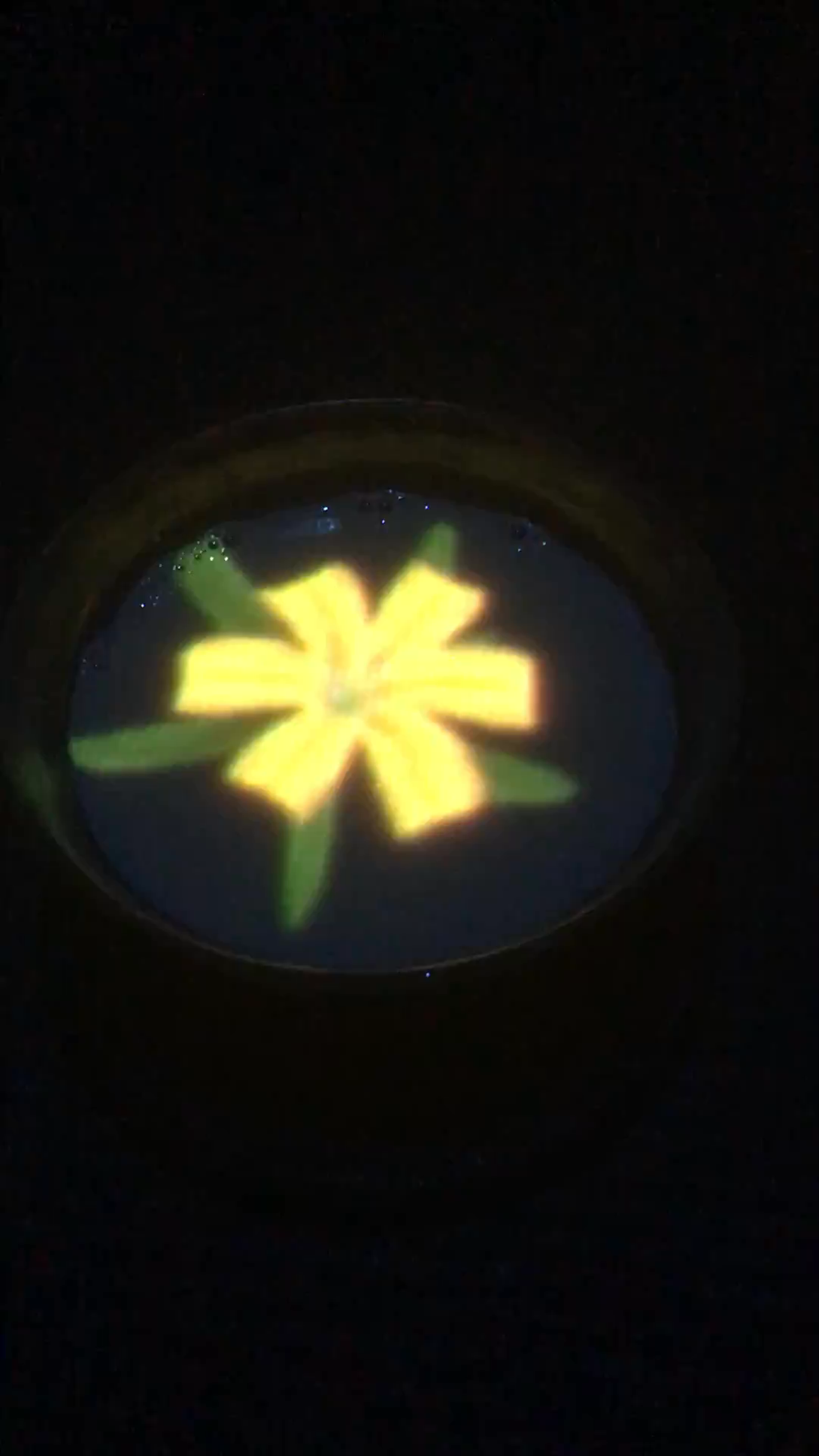 Immersive Floral Digital Art at teamLab Borderless, Tokyo