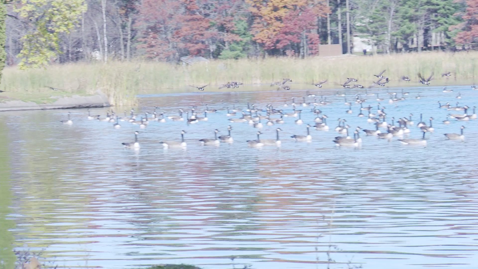 A couple spends time at a lakeside park during autumn, transitioning from sitting on a bench to walking through grounds marked by historical signage.
