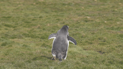 Gentoo Penguins animated gif
