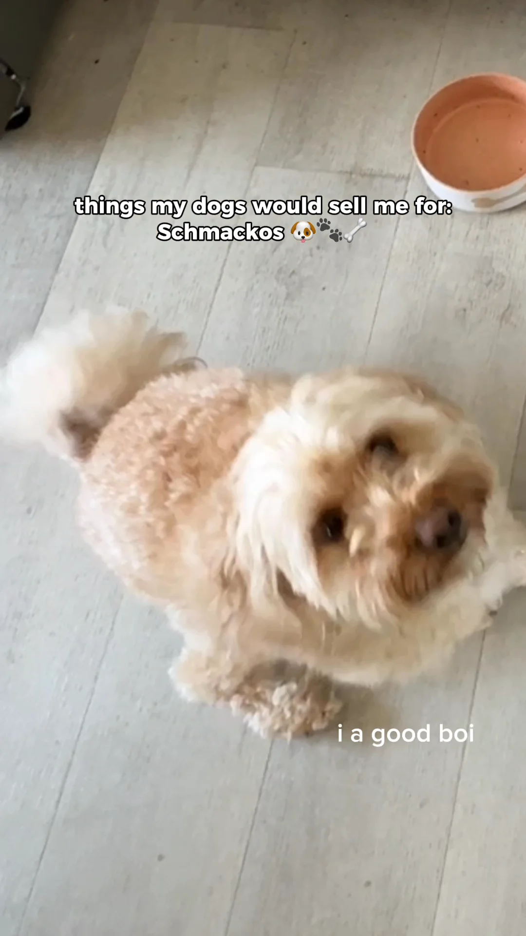 Schmackos Pet UGC video