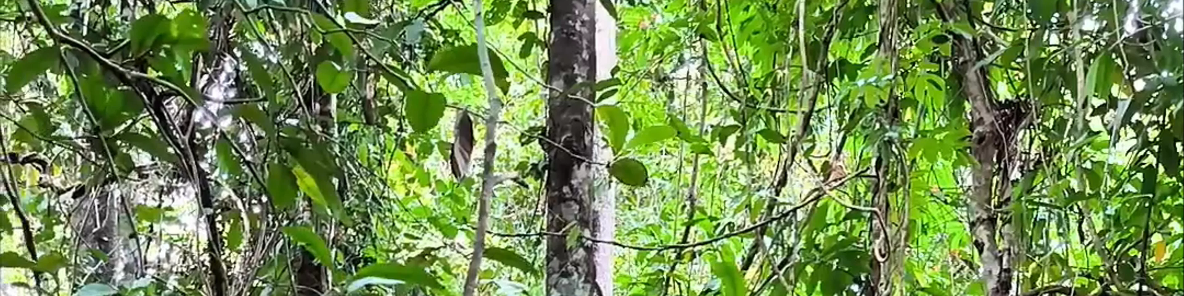 Lower Kinabatangan-Segama Wetlands