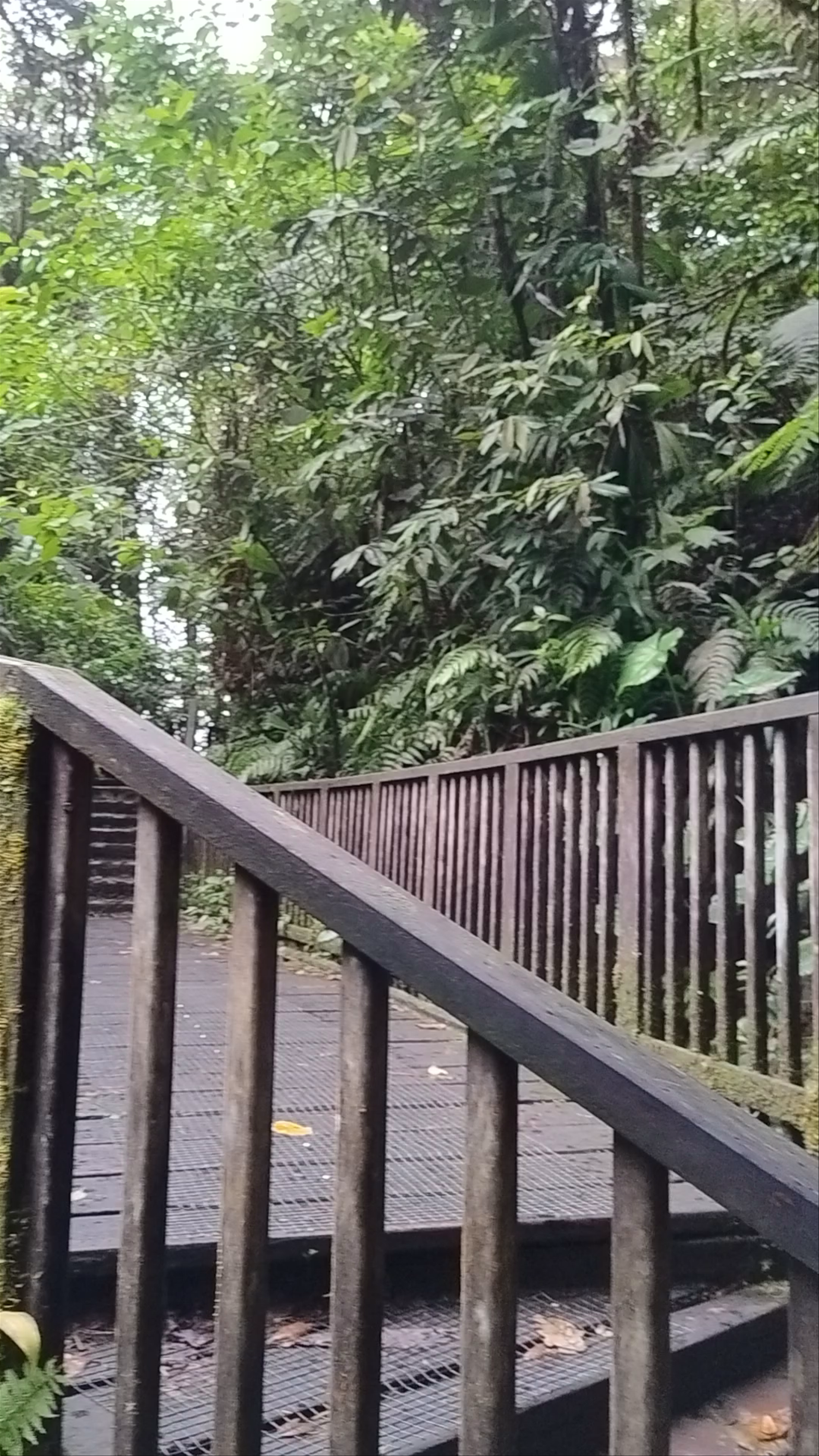 Troisième chute du Carbet