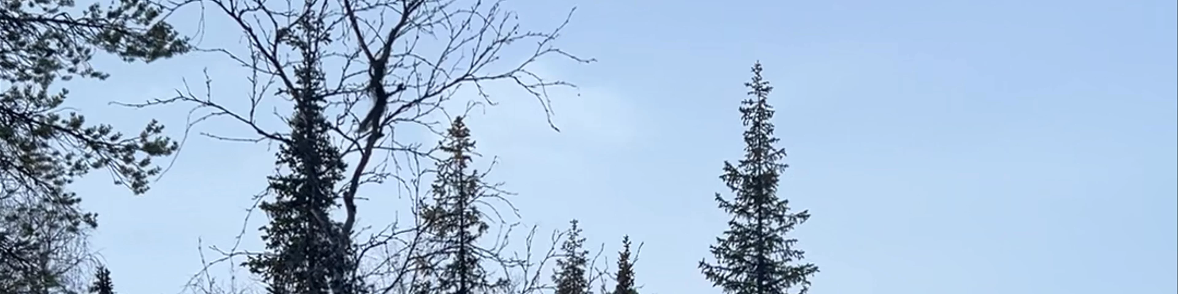 Finnish Sauna