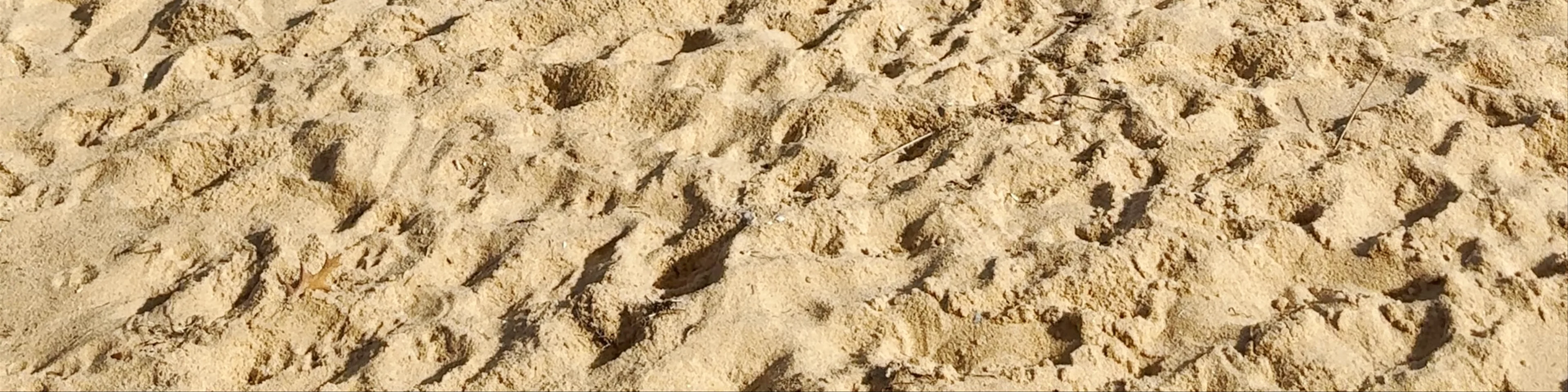 Sandringham Beach
