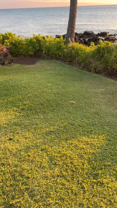 Mahina Surf - Vacation Rentals Near Me - Lahaina, Hawaii
