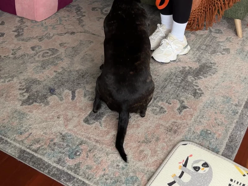 HomePaws UGC