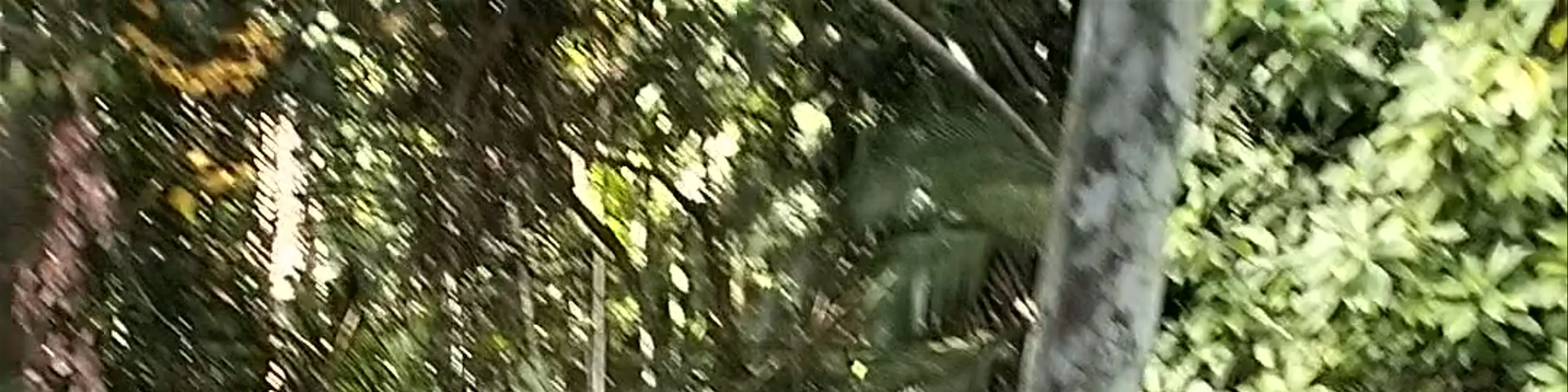 Kawasan Falls & Cave