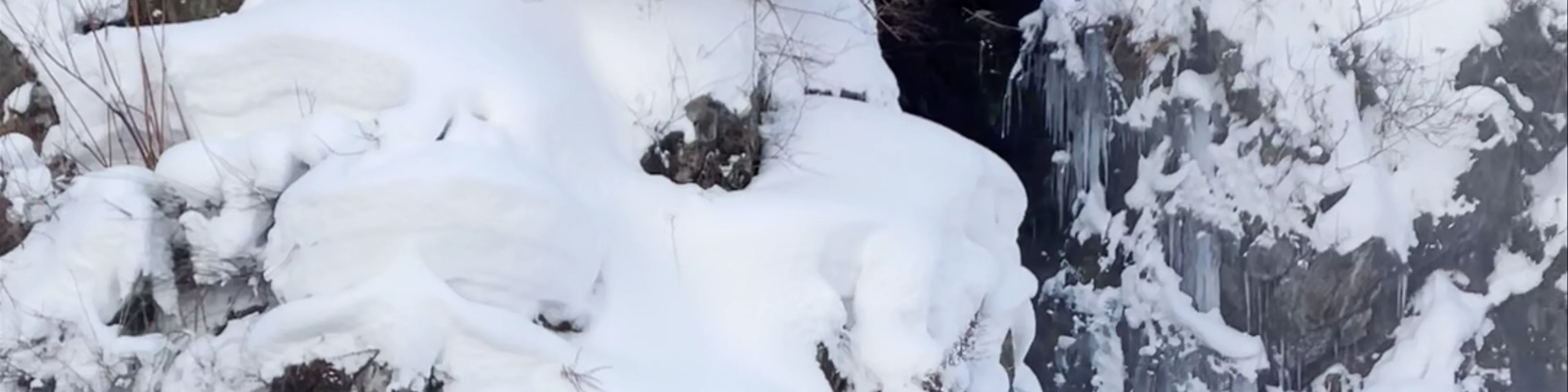 Snow Monkey Park(Jigokudani Yaen Koen)