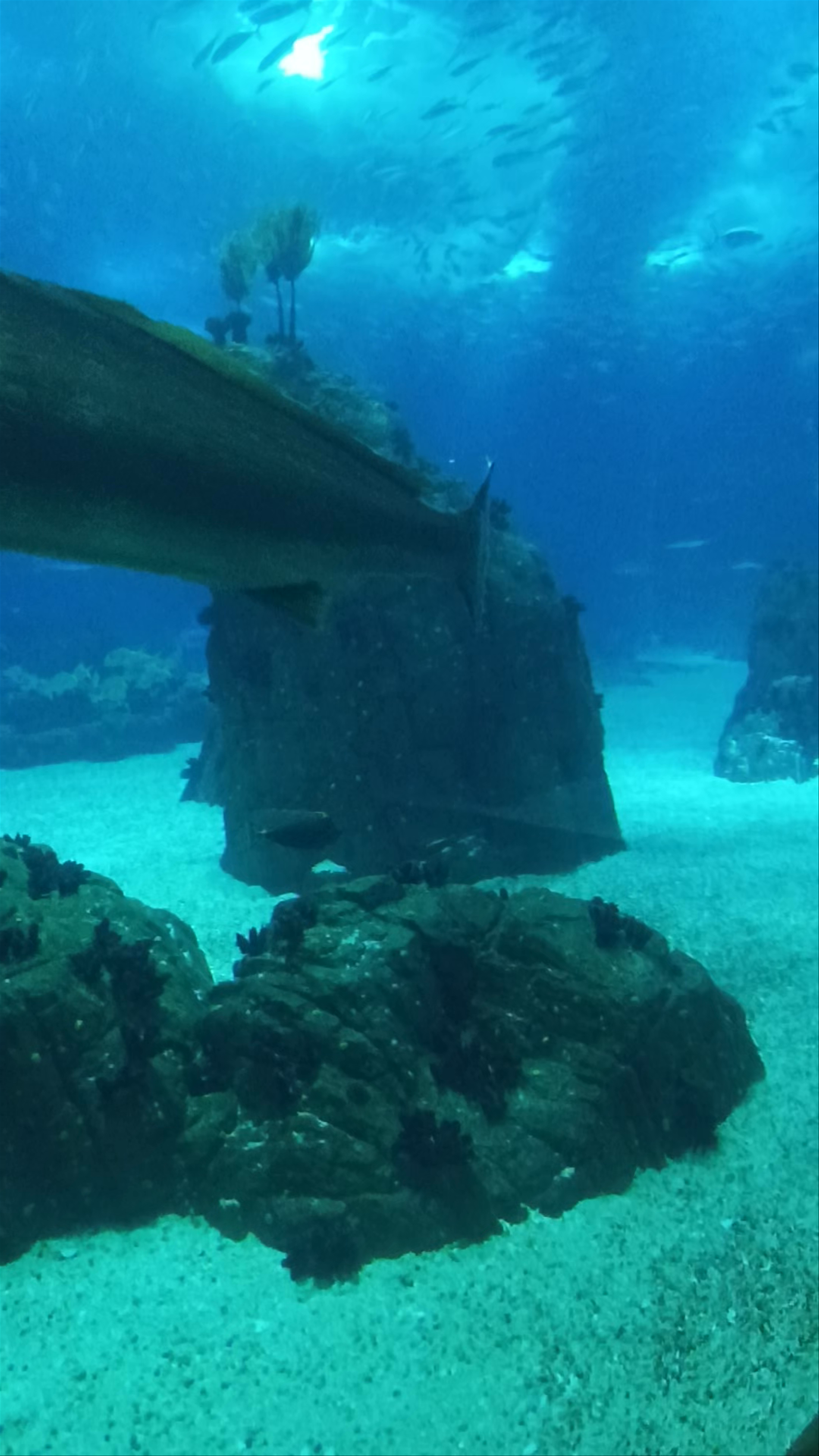 Underwater Wonder at Oceanário de Lisboa