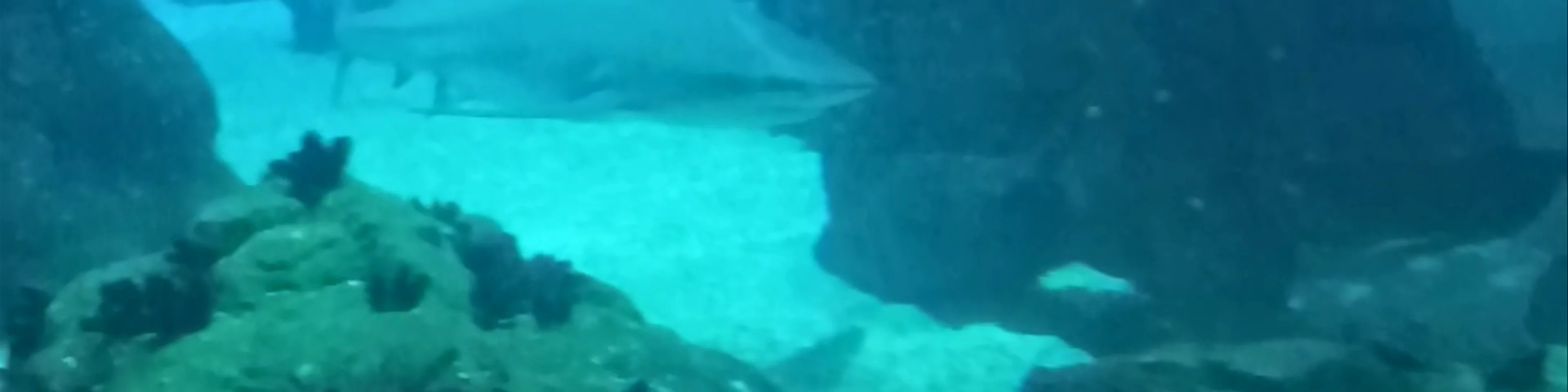 Oceanário de Lisboa