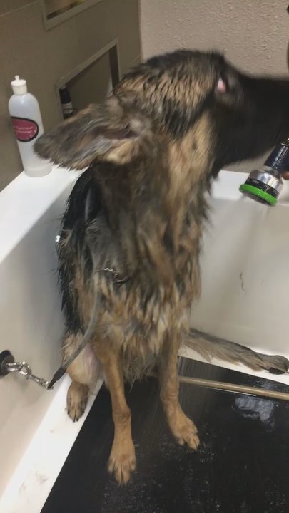 All About Paws - Pet Groomers Near Me - North Las Vegas, Nevada