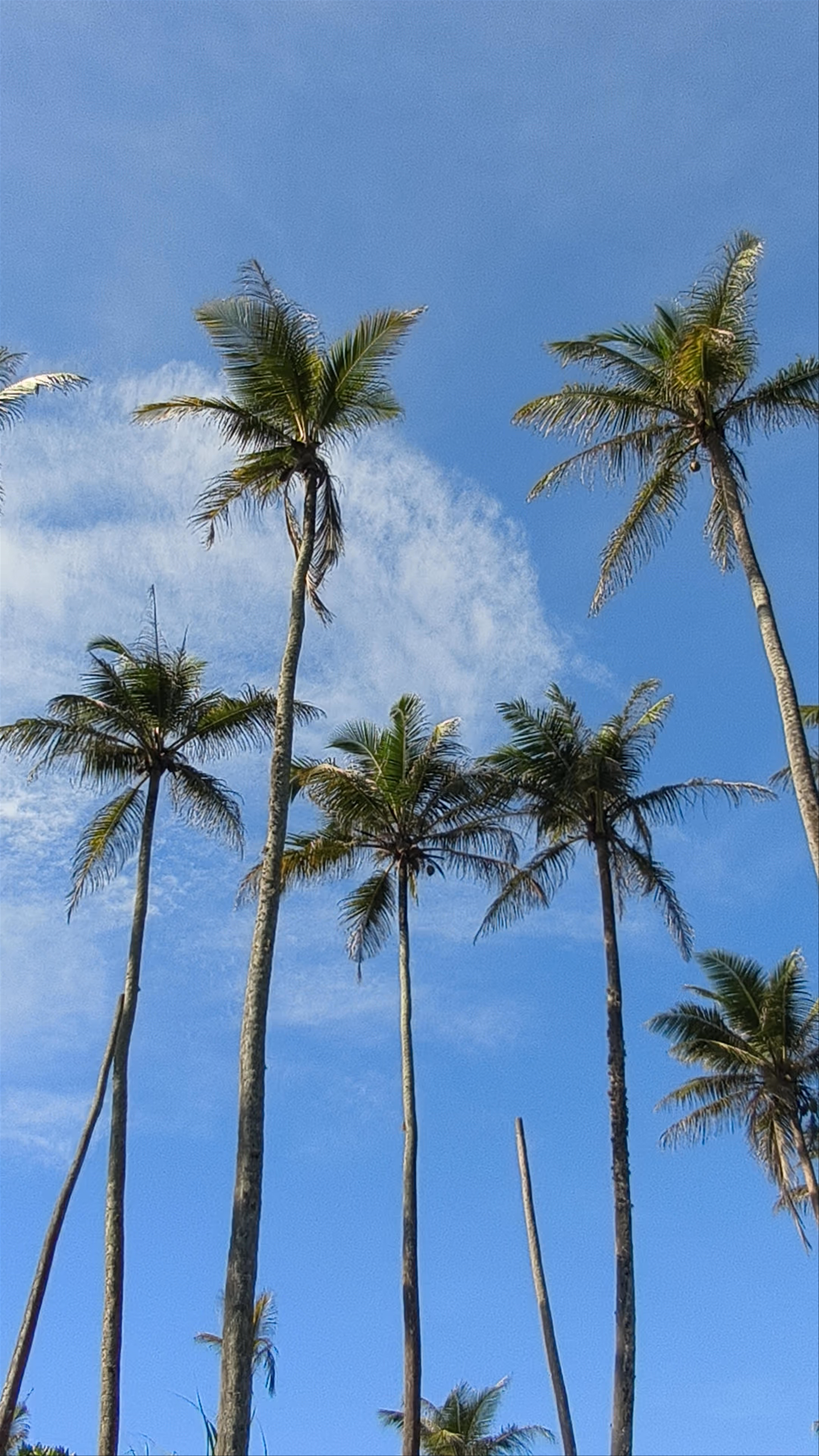Coconut Tree Hill - Mirissa