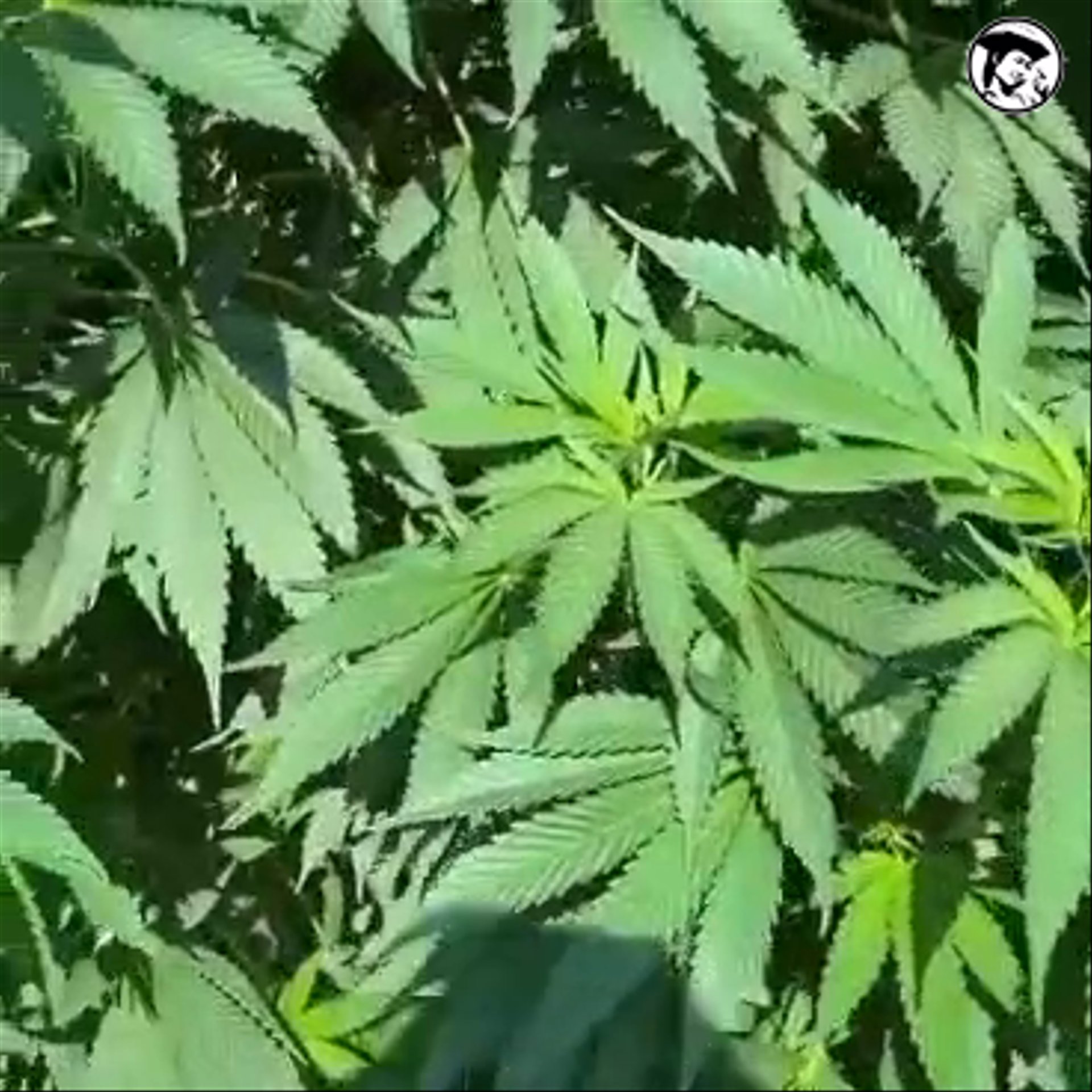 VID-20261005-WA0050