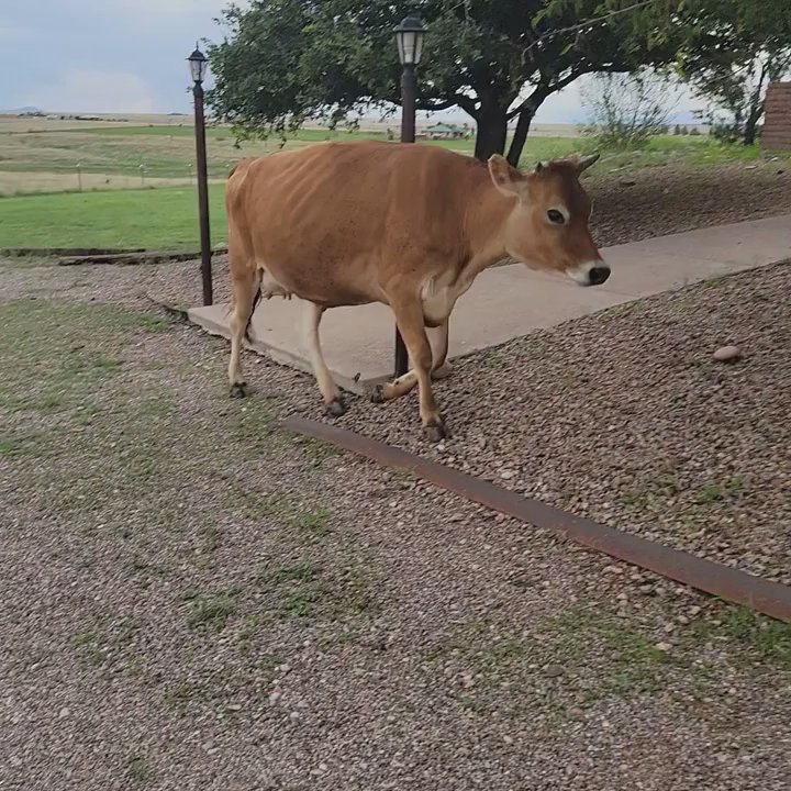 Rancho Milagro Bed & Breakfast - This was the friendliest dog cow I've ever met. She loved all the attention. - Bed & Breakfast Near Me - Elgin, Arizona