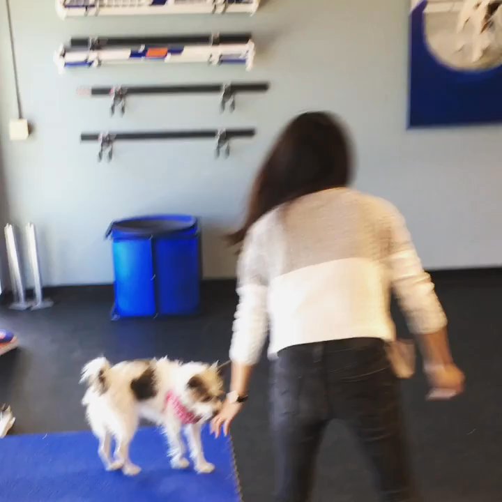 Zoom Room Dog Training - Thanks Cheryl! Sunny made it! - Pet Training Near Me - Seattle, Washington