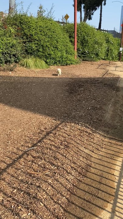 LA Live - Nugget Bear was here - Dog Parks Near Me - Los Angeles, California