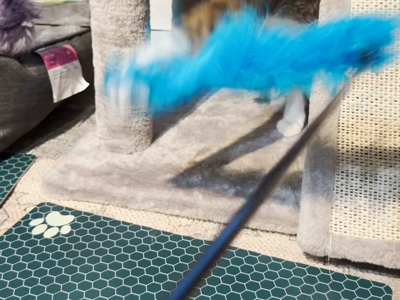 The best toy for your furry kitty.