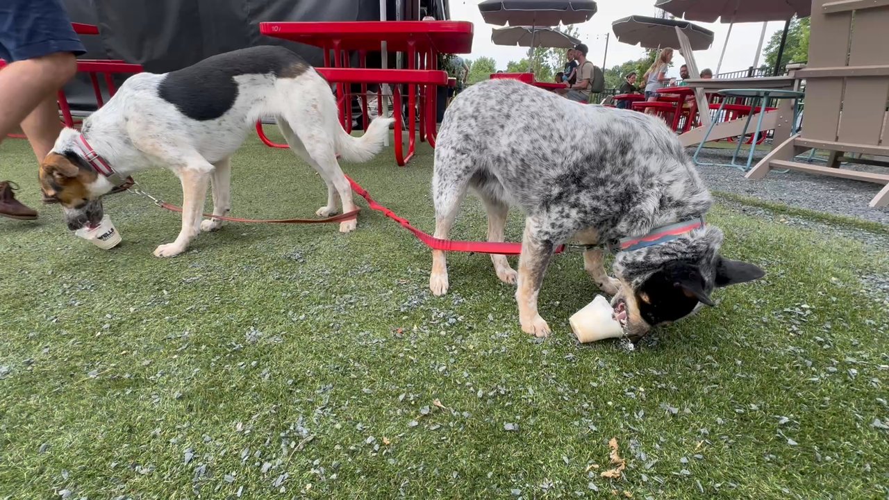 WELLS Roadside - Two dogs enjoying pup cups. - Salad Near Me - St. Louis Park, Minnesota