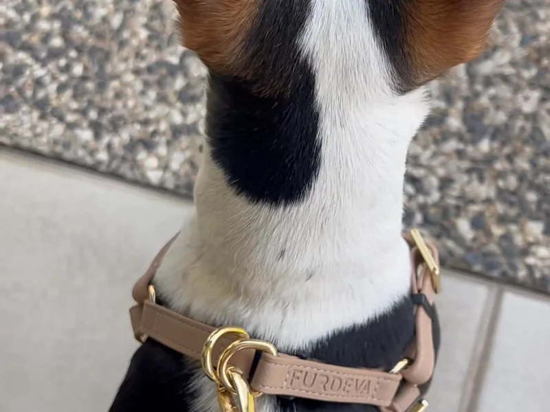 Furdeva collars for dogs