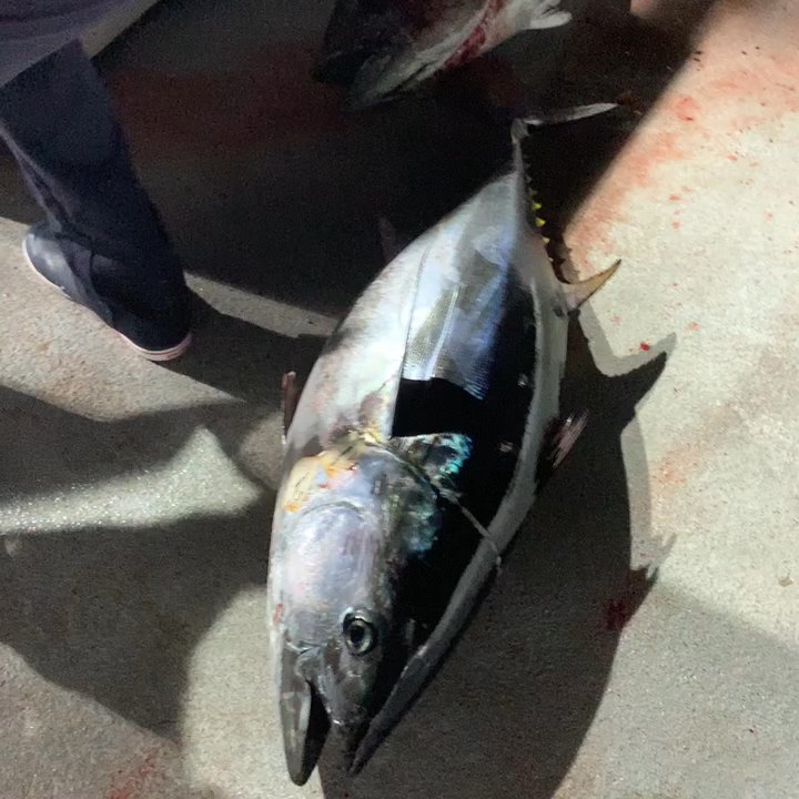 Old Glory - Wide Open BFT trip April 2019 - Fishing Near Me - San Diego, California