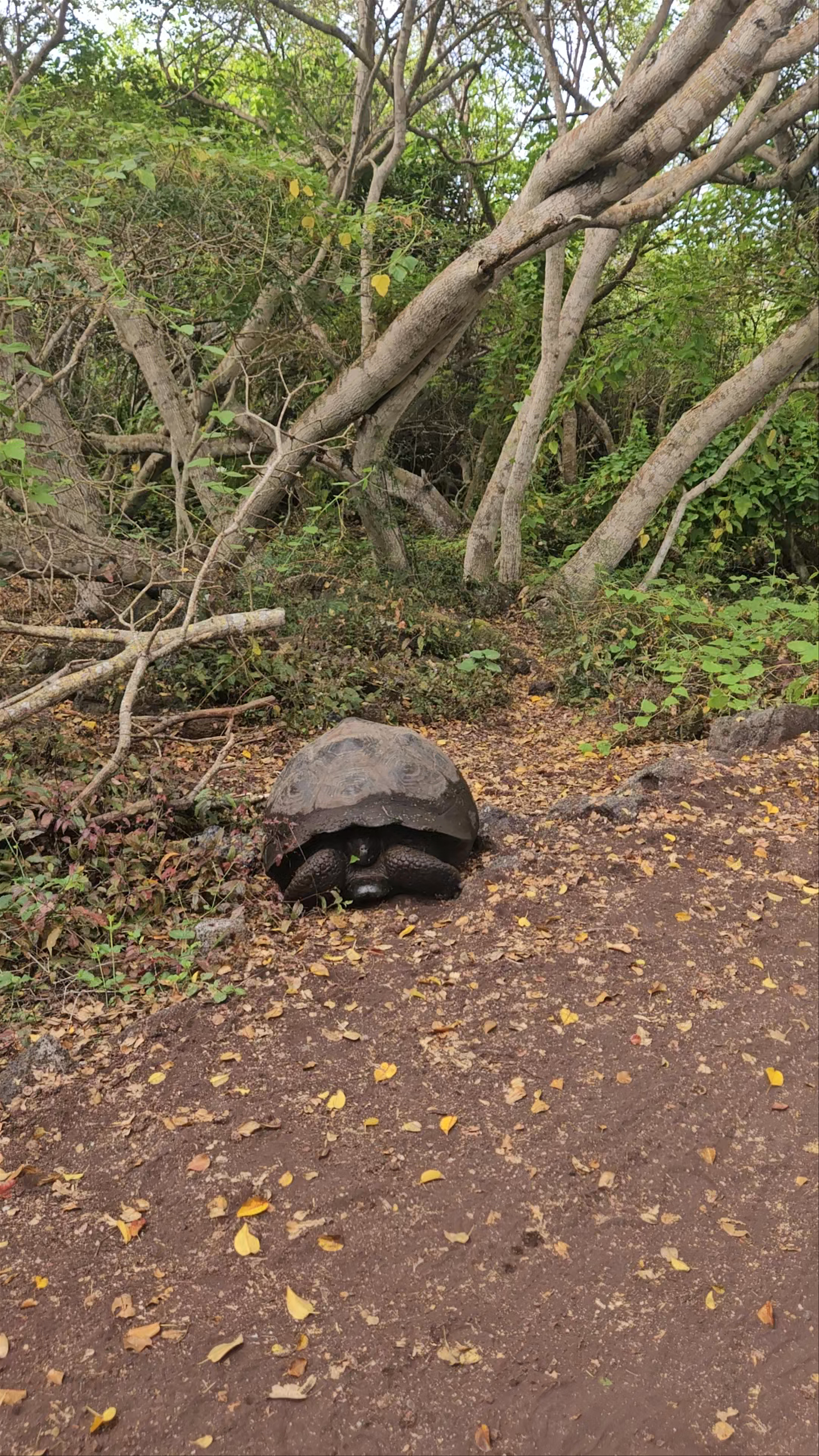 Camino de Tortugas Gigantes