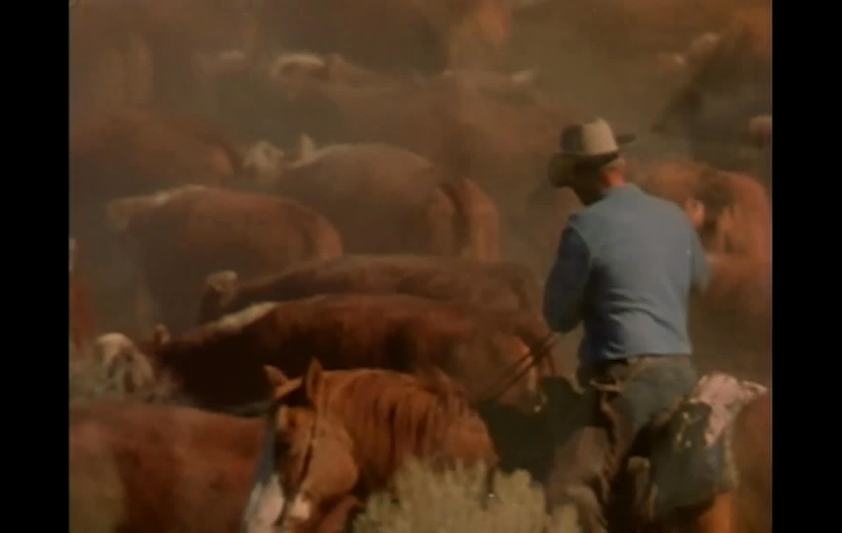 Mounted cowboys ride through a dusty, scrub-covered range, guiding a large herd of cattle across the landscape. Close views of the cattle alternate with wide shots of the roundup stretching across the plain.