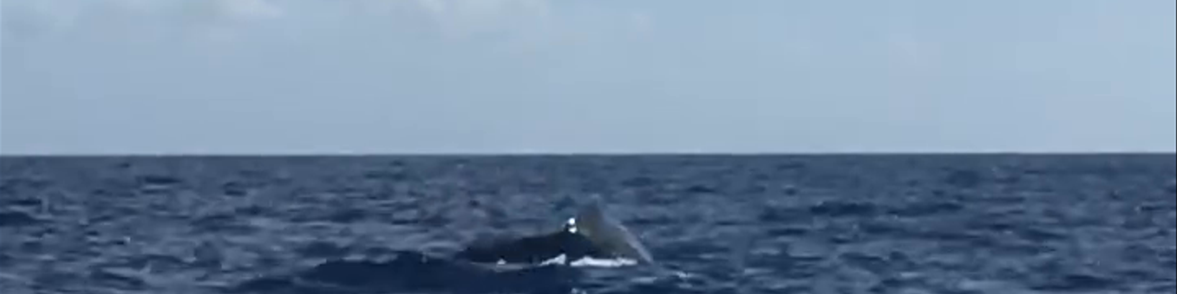 Dominica