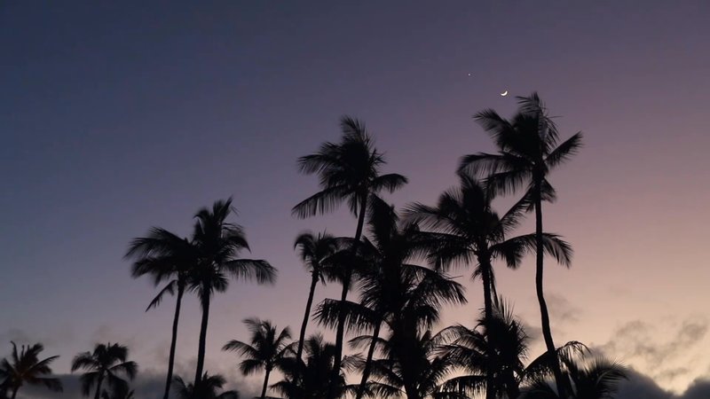 Palm Trees and Sunset poster