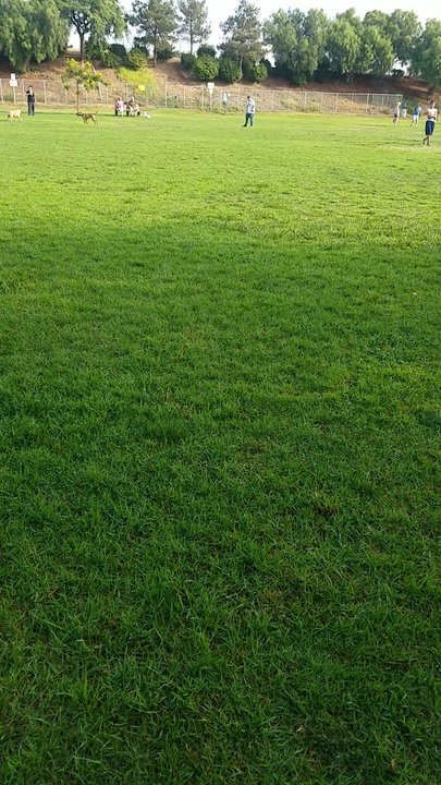Springville Park - Open Labor day - Dog Parks Near Me - Camarillo, California