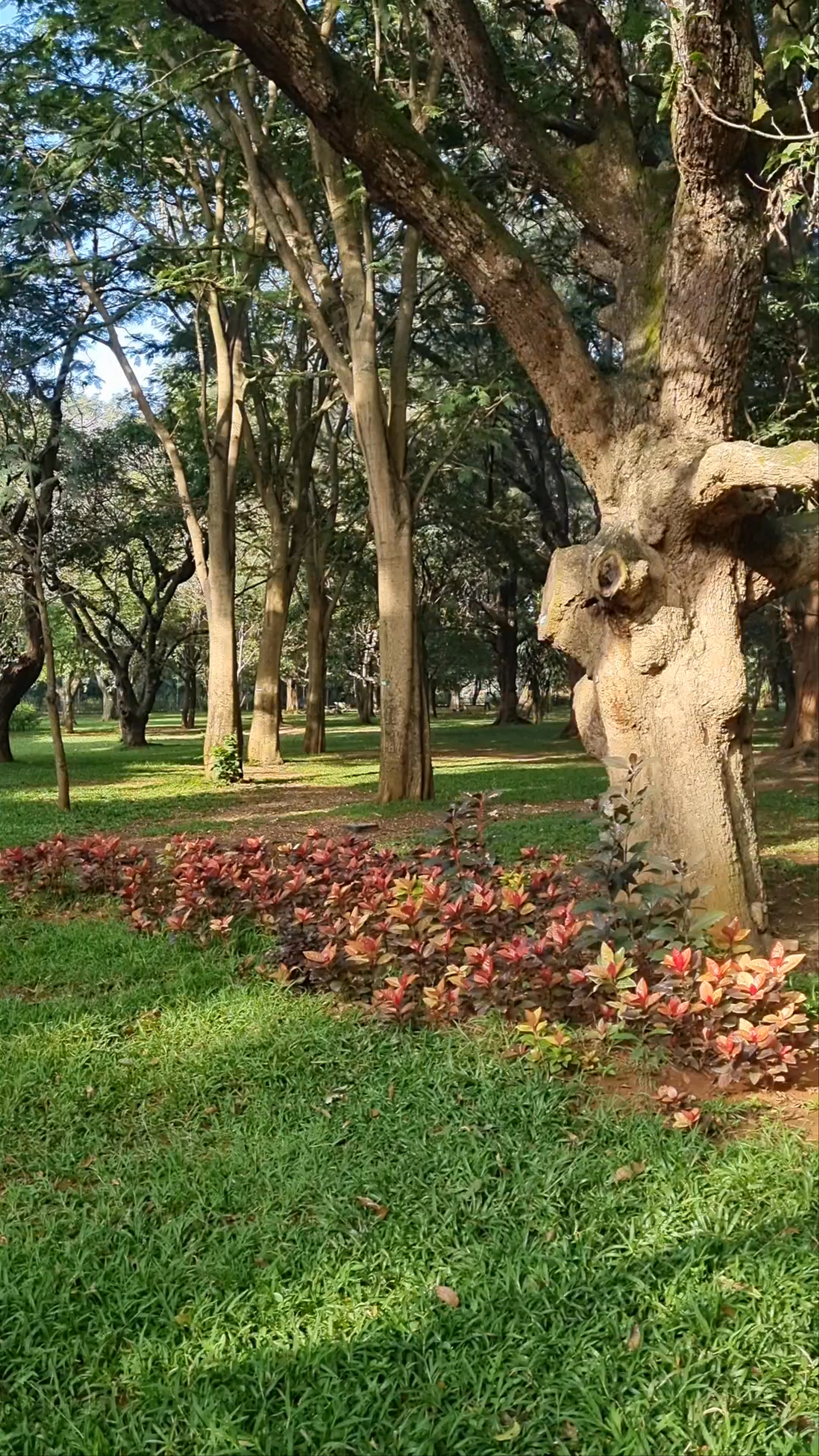Cubbon Park