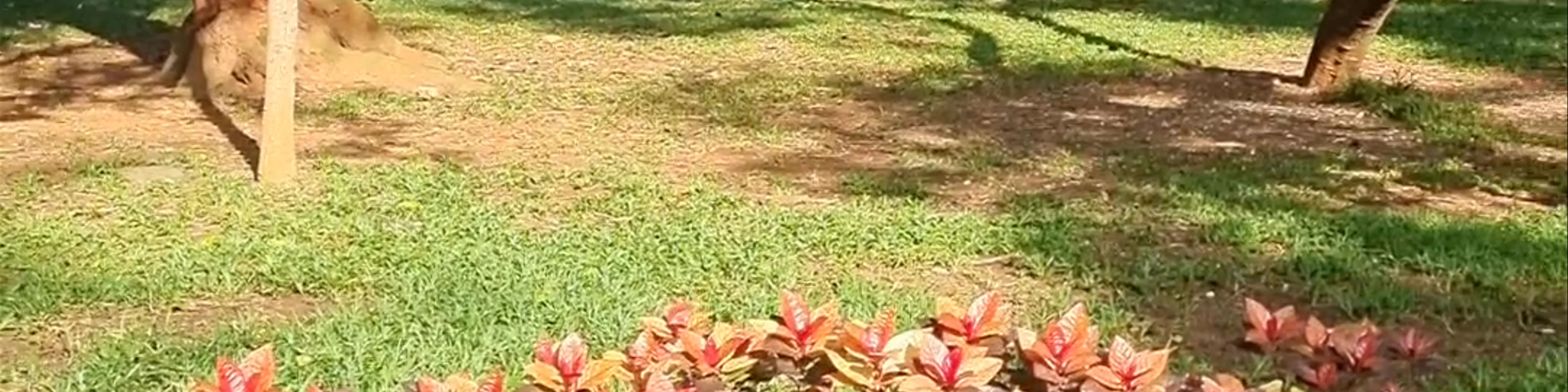 Cubbon Park