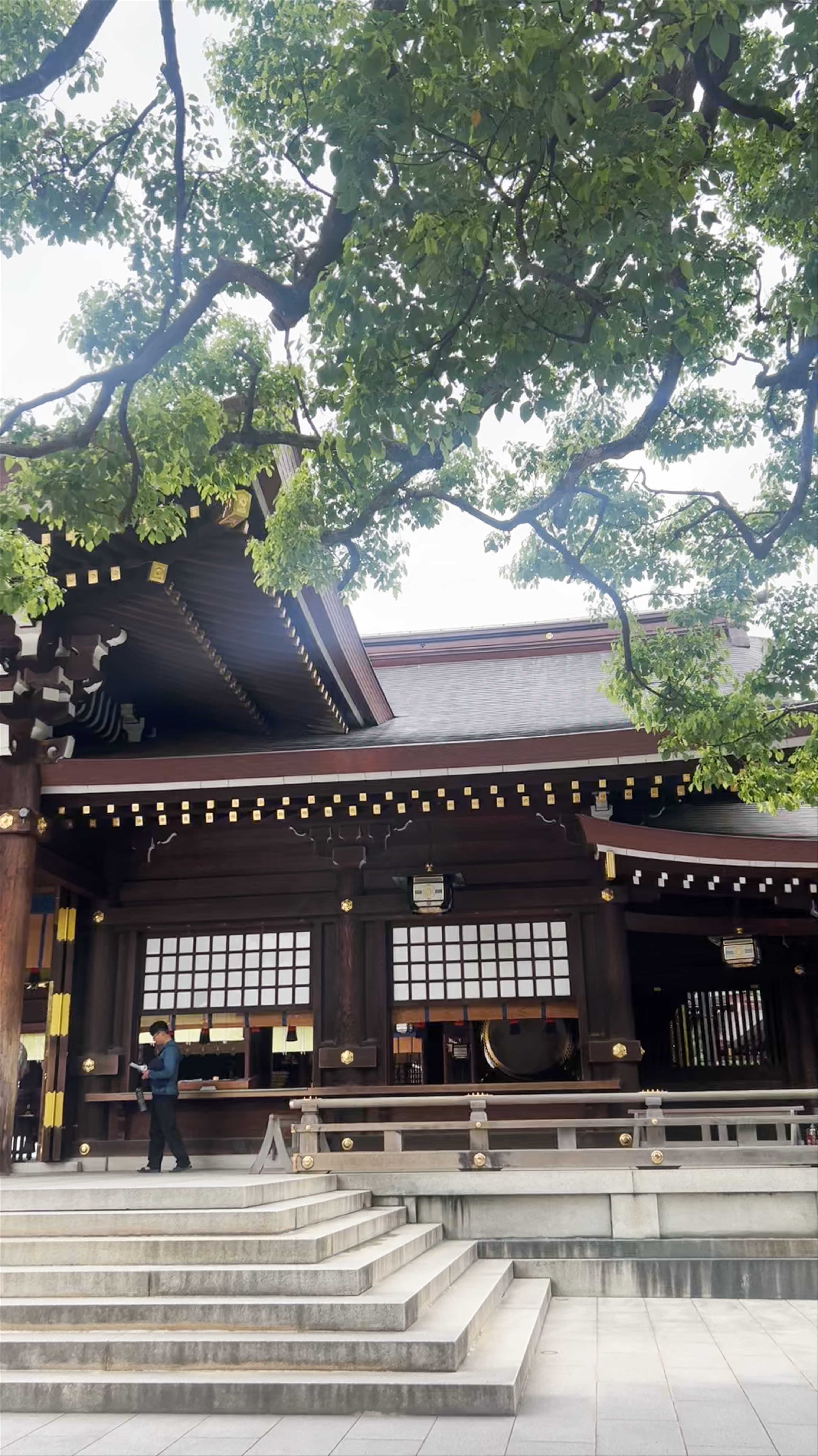 Meiji Jingu Shrine: Serene Spiritual Escape in Shibuya, Tokyo