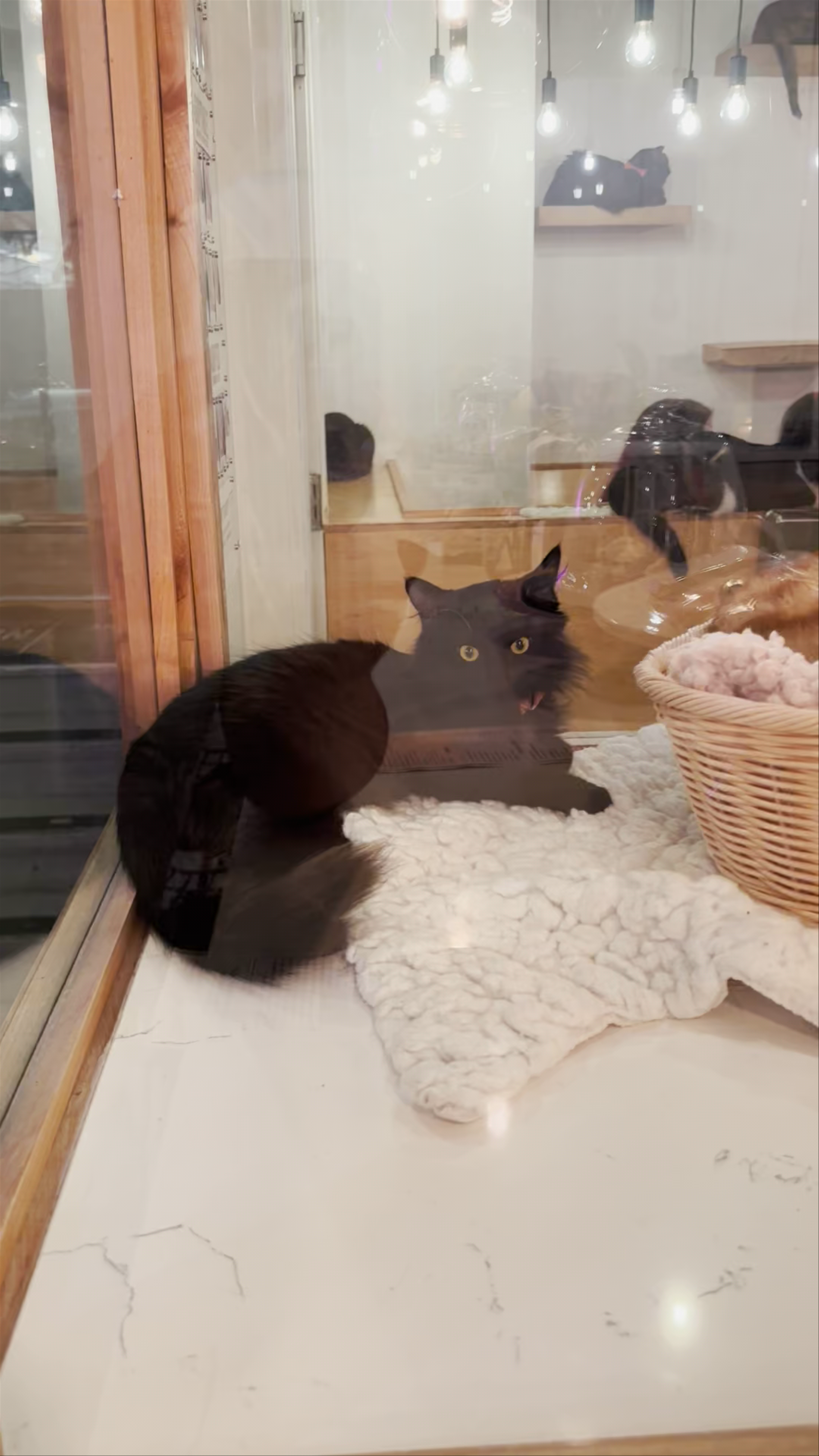 NEKO Cat Cafe Seattle