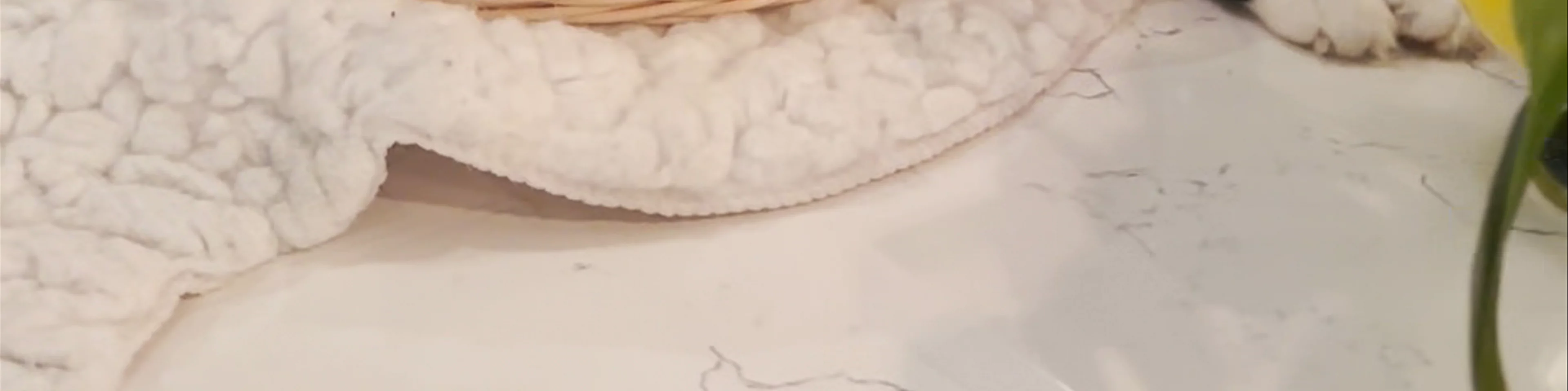 NEKO Cat Cafe Seattle