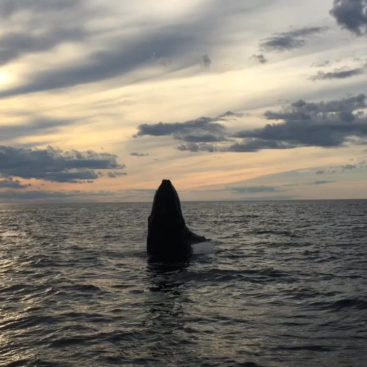 SeaSalt Charters - Took whale watch AGAIN this week - life is too short! Sunset cruise is awesome!!! - Tours Near Me - Provincetown, Massachusetts