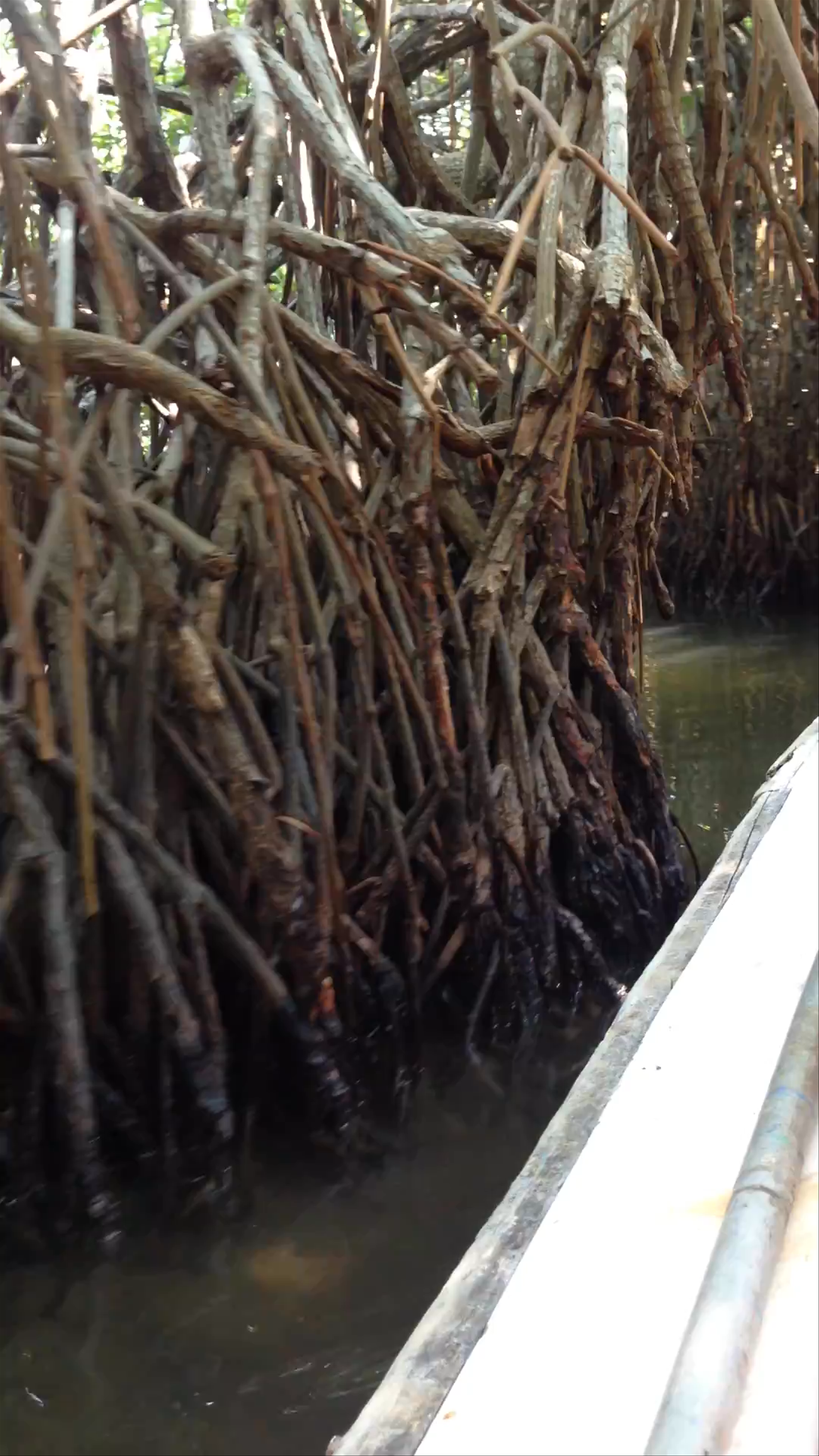 Madu River Safari | මාදු ගගේ | Nilwala Boat Safari