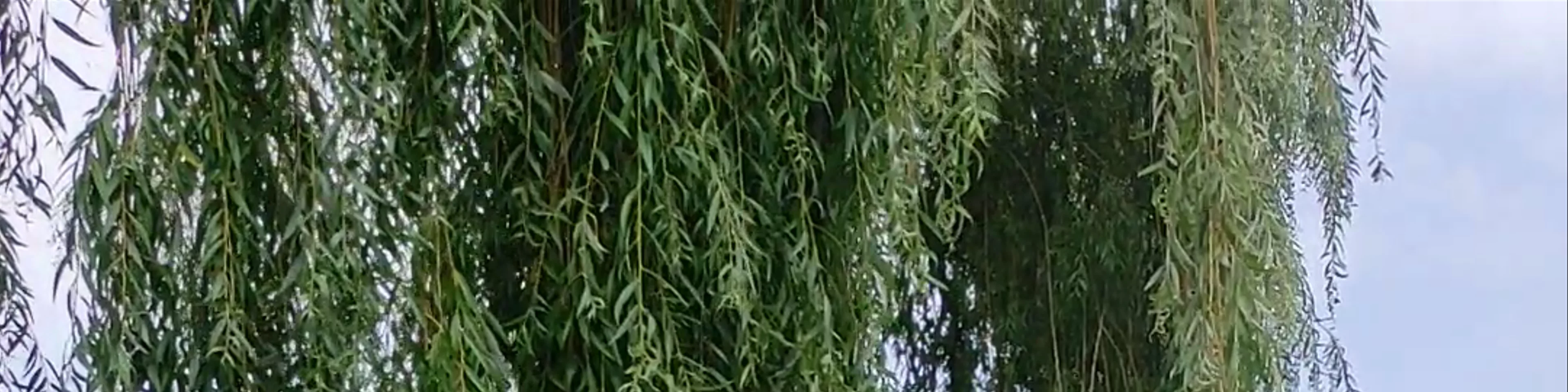 Danube Park