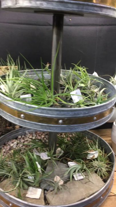 Indoor Sun Shoppe - Air plant heaven! - Nurseries & Gardening Near Me - Seattle, Washington
