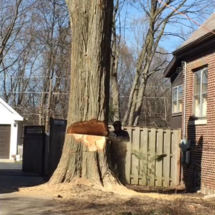 Mario's Tree Service - 100 yr old tree taken down between 2 houses. No damage was done to either home. - Tree Services Near Me