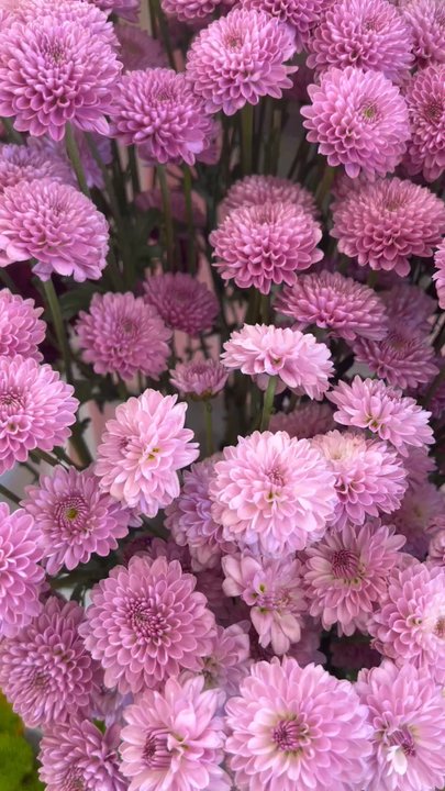Pinkquet - Some of the beautiful flowers at Pinkquet - Florists Near Me - Long Beach, California