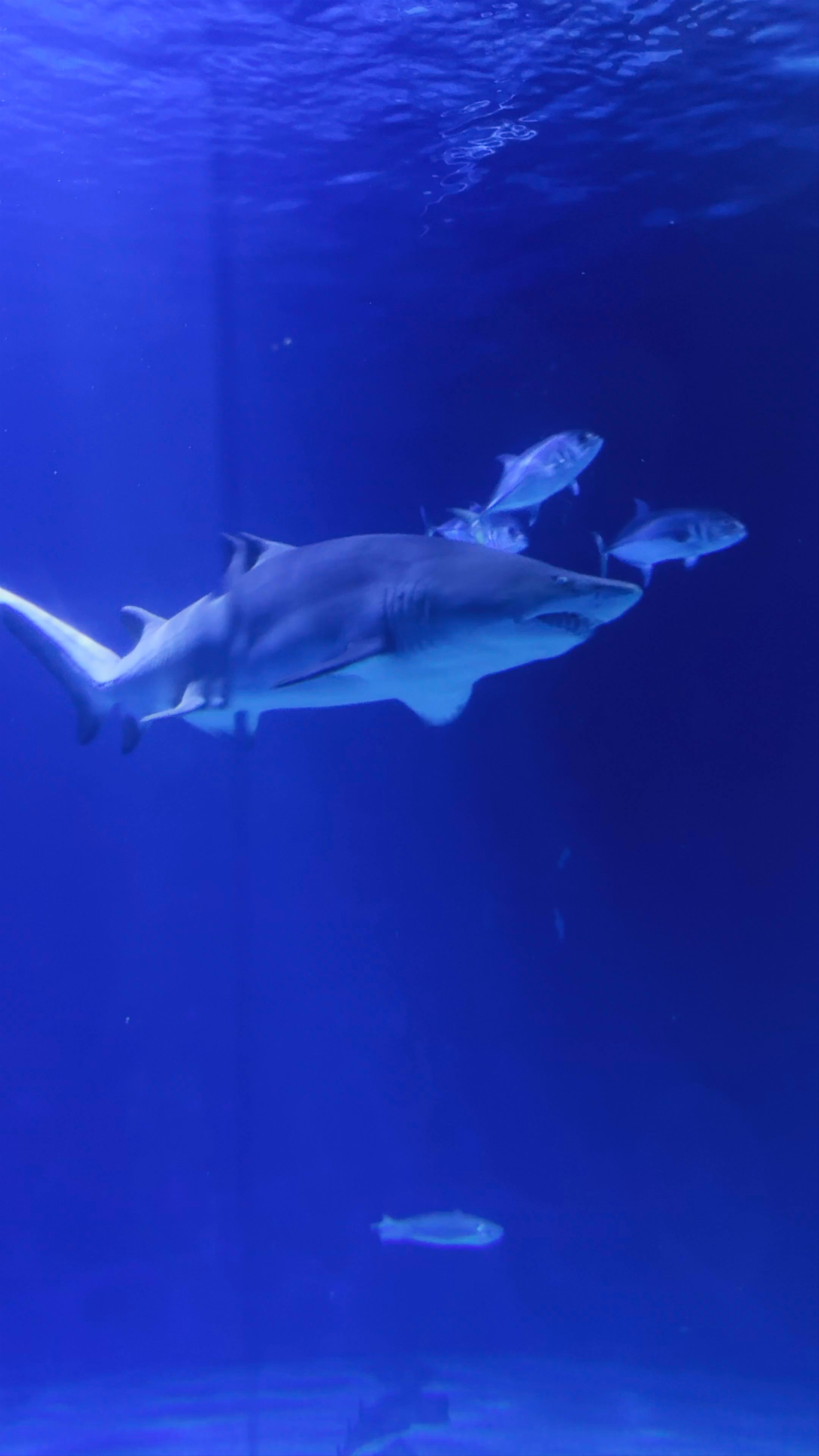 Oceanogràfic