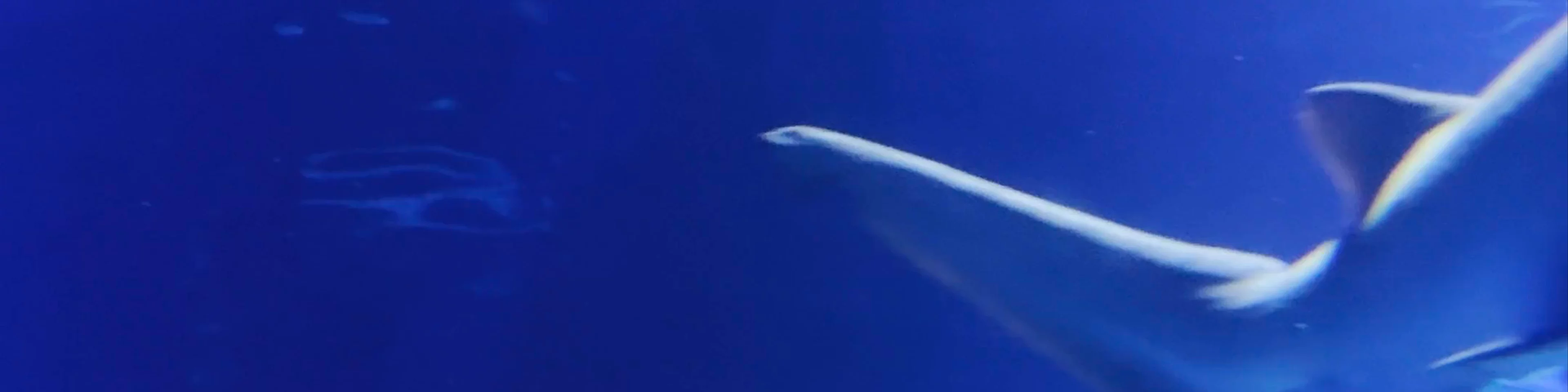 Oceanogràfic