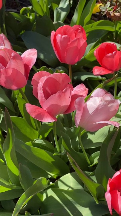 Franklin Square - Pink tulips in April - Parks Near Me