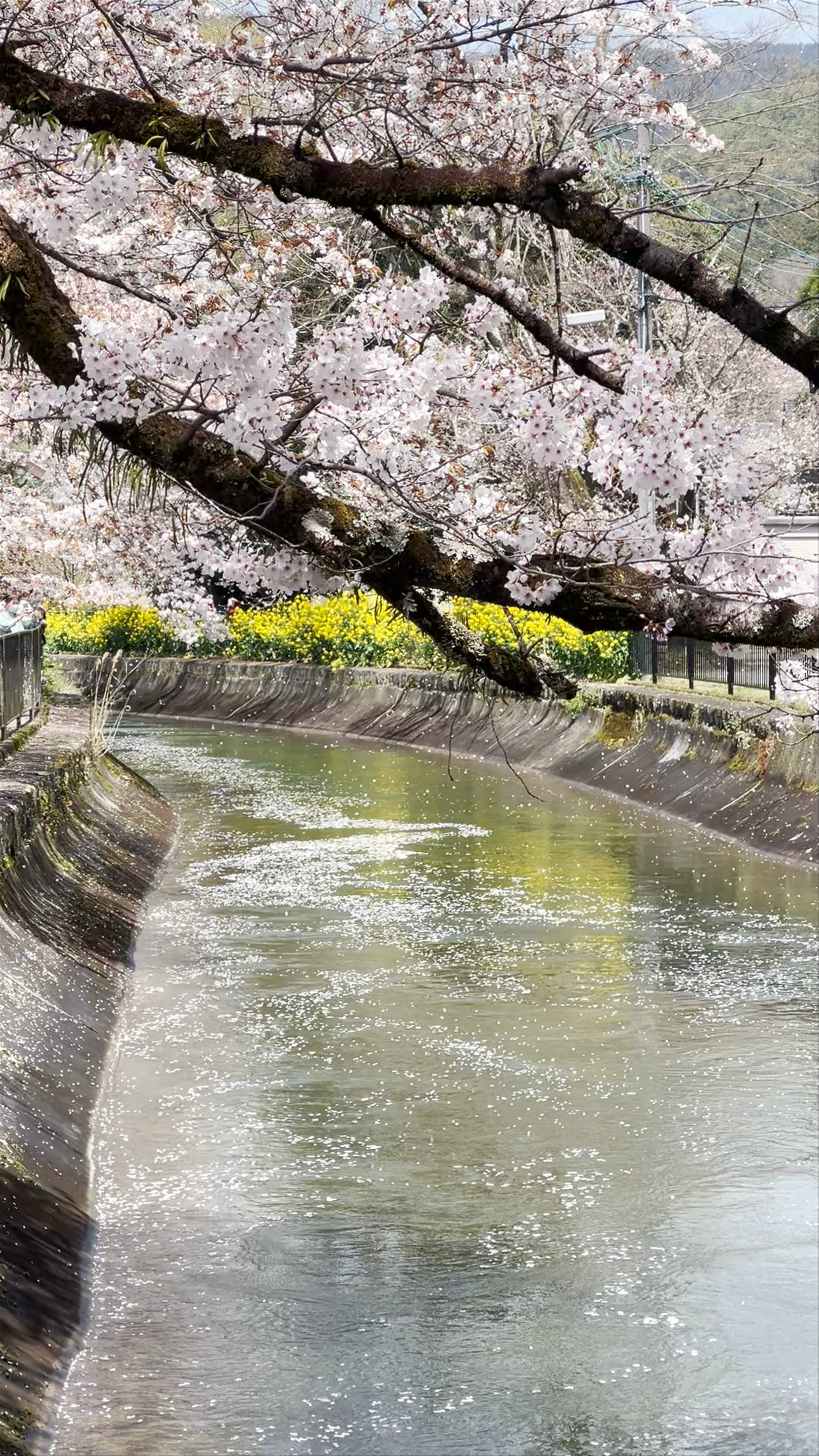 Springtime Serenity at Yamashina Canal, Kyoto
