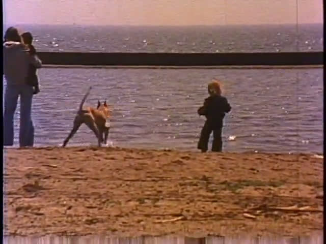 A dog swims and runs along a beach shoreline before settling down to sleep on a concrete patio. The transition highlights the shift from active outdoor play to quiet rest.