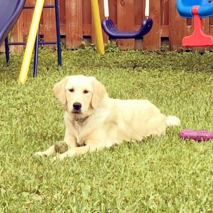 Smart Start Puppies - Emily is a Guide Dog we buy for my son. Thanks Tony... you help us a lot.... - Pet Training Near Me