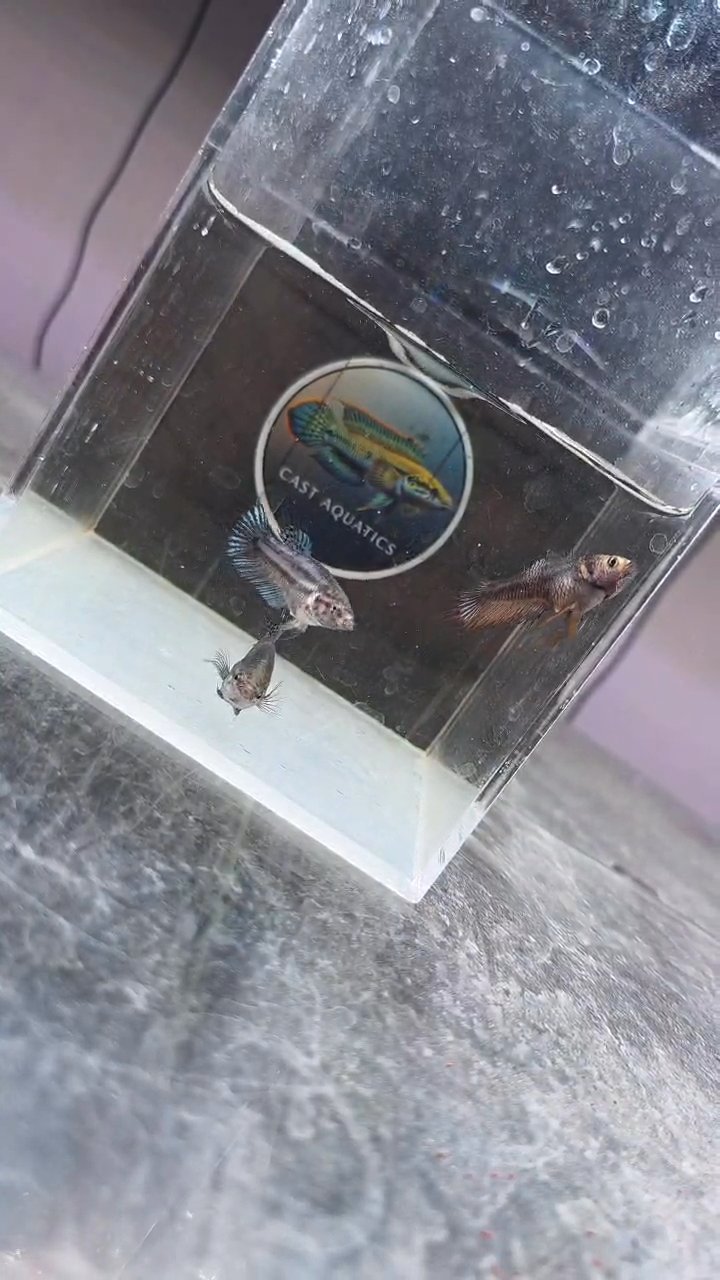Black Orchid Crowntail Betta male